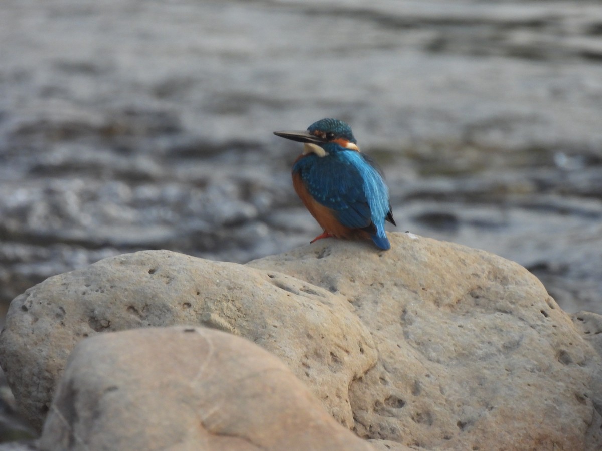 שלדג גמדי - ML645104852