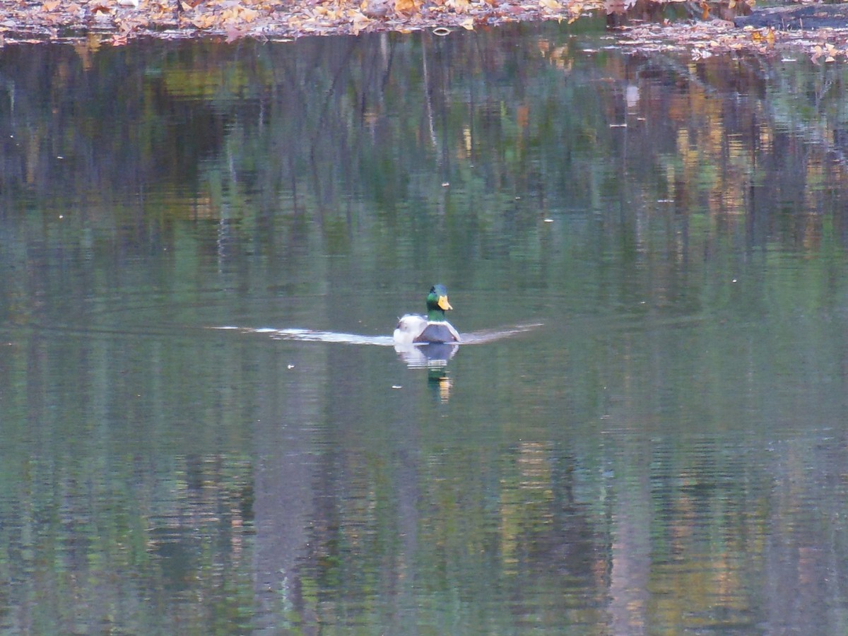 Mallard - ML645104858