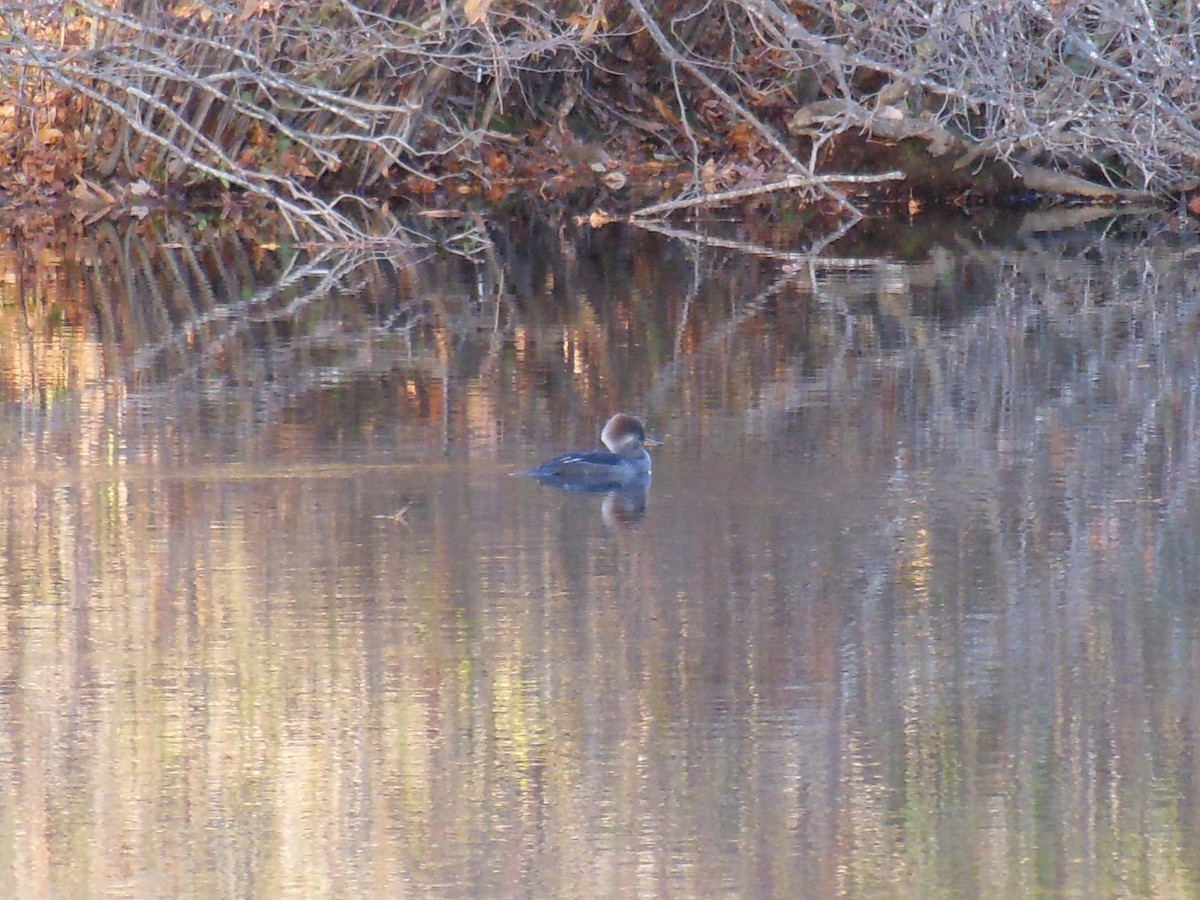 Hooded Merganser - ML645104860