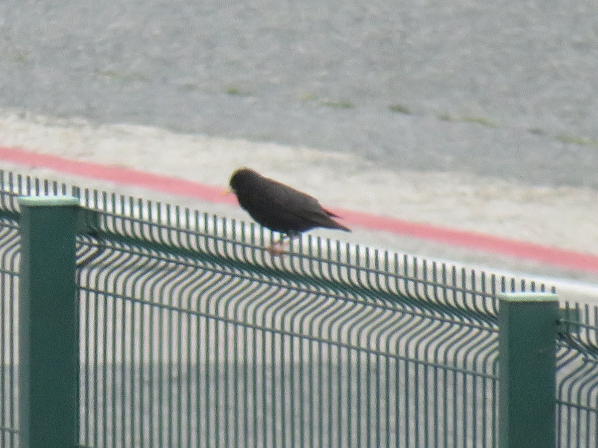 Einfarbstar - ML645104874