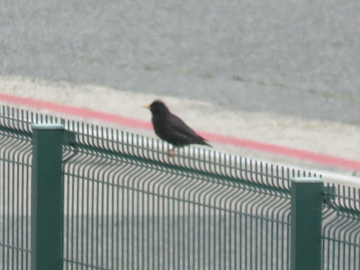 Einfarbstar - ML645104875