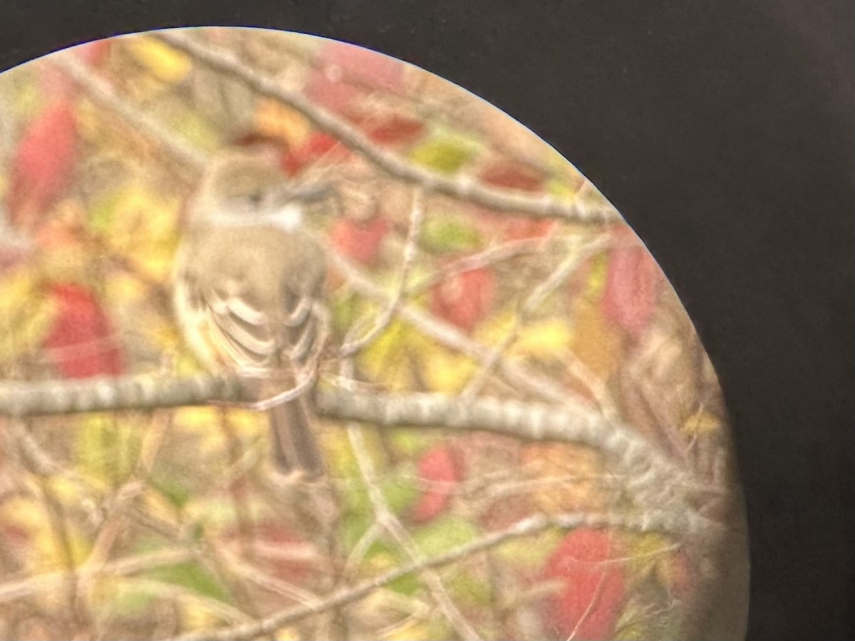 Ash-throated Flycatcher - ML645104876