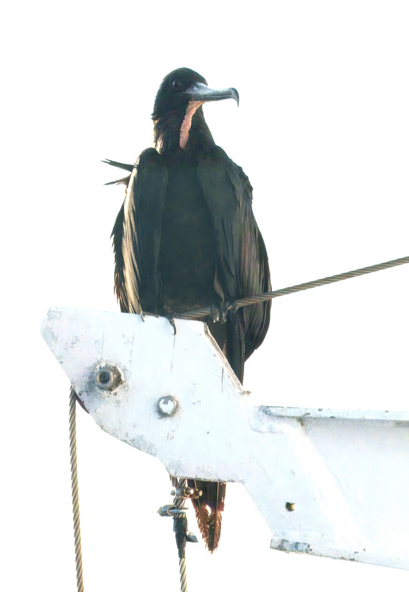 fregatka vznešená - ML645104877