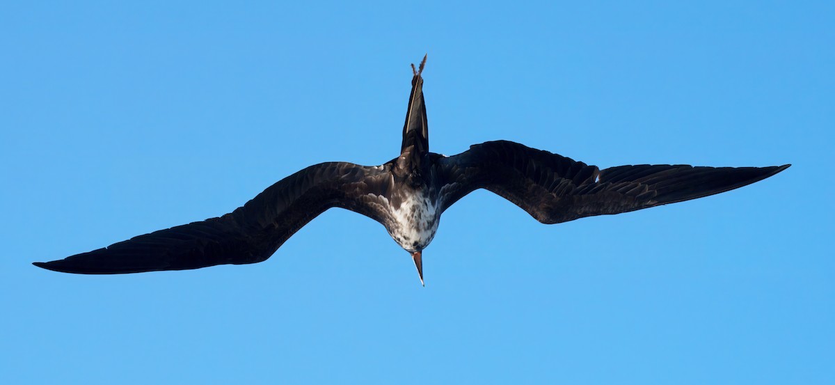 fregatka vznešená - ML645104878