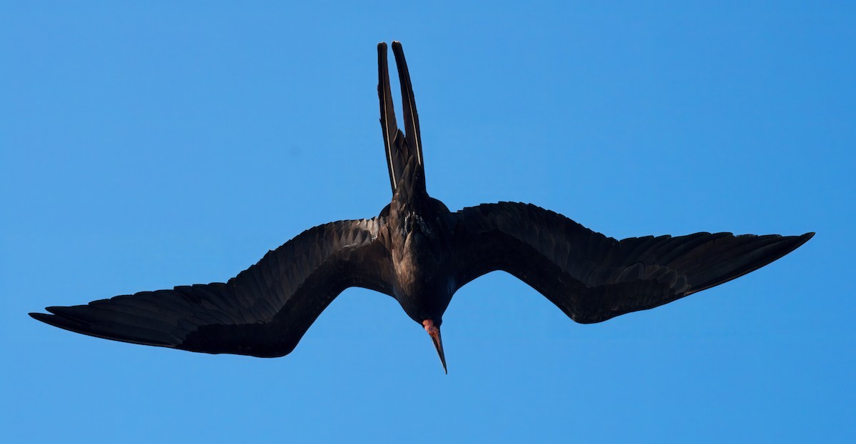 fregatka vznešená - ML645104879