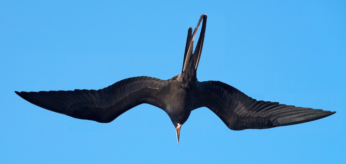 fregatka vznešená - ML645104880