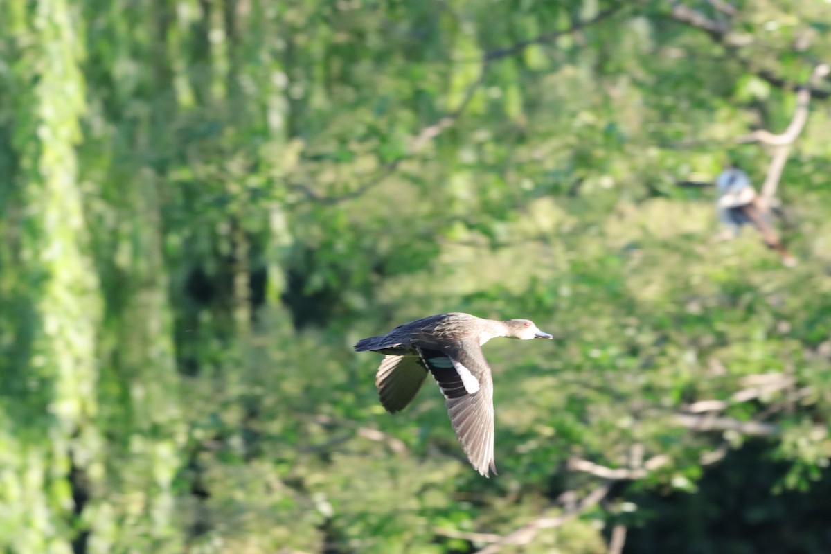 Chestnut Teal - ML645104882