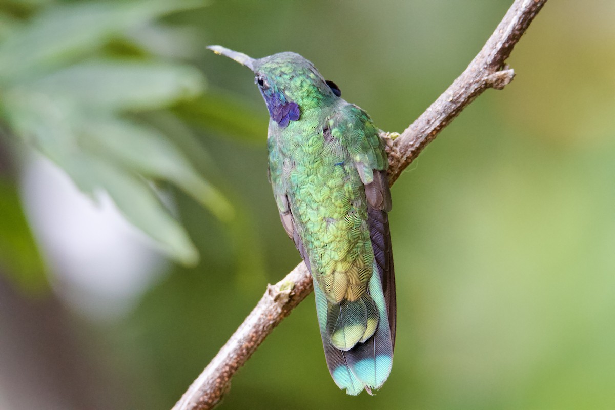 Lesser Violetear - ML645104883