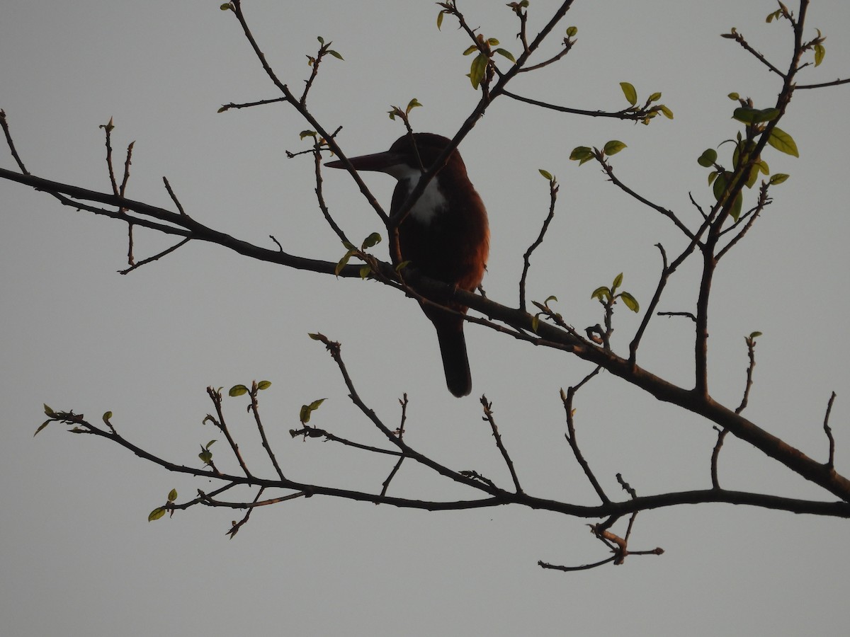 שלדג לבן-חזה - ML645104916