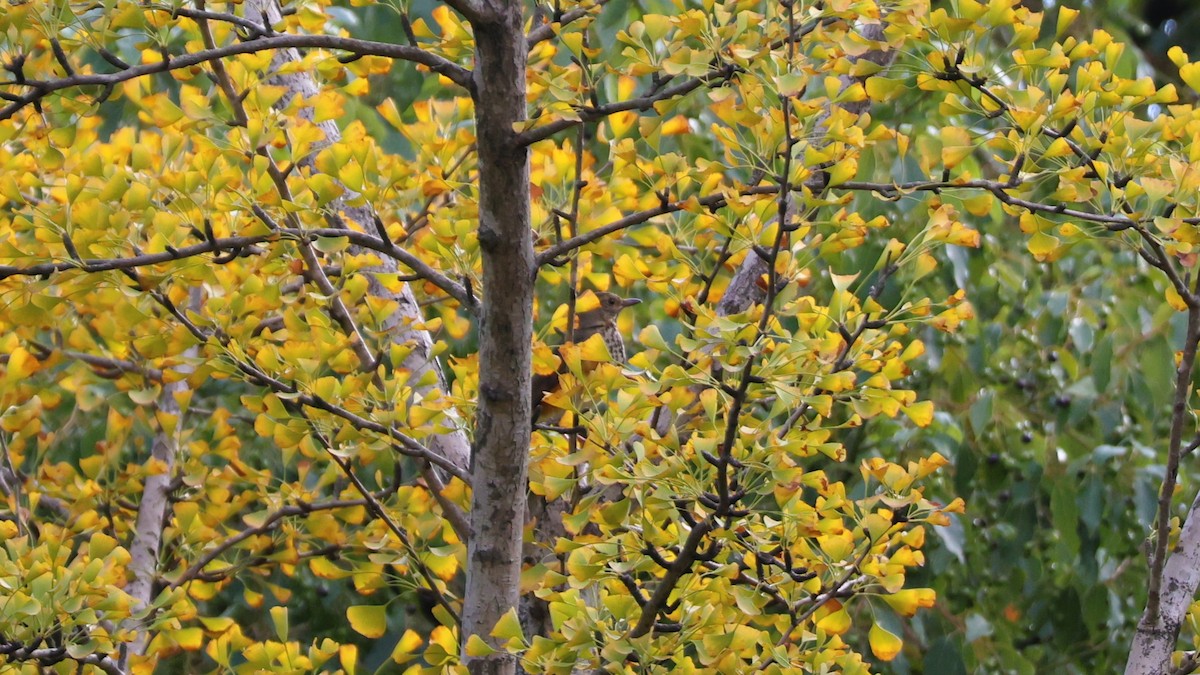 Gray-backed Thrush - ML645104922
