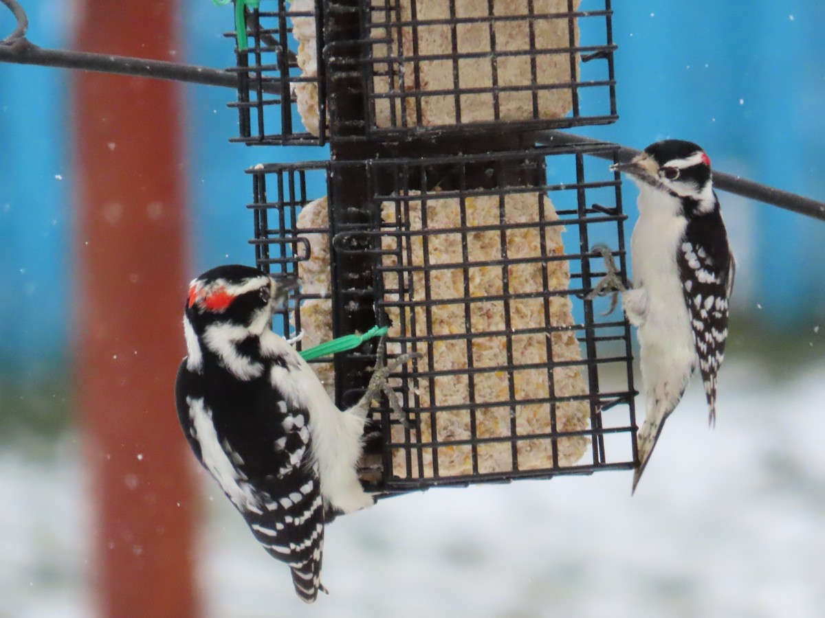 Downy Woodpecker - ML645104923
