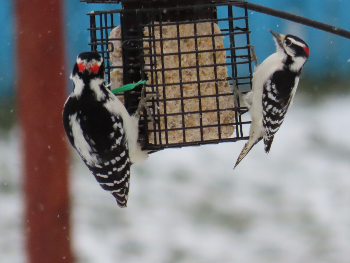 Downy Woodpecker - ML645104931