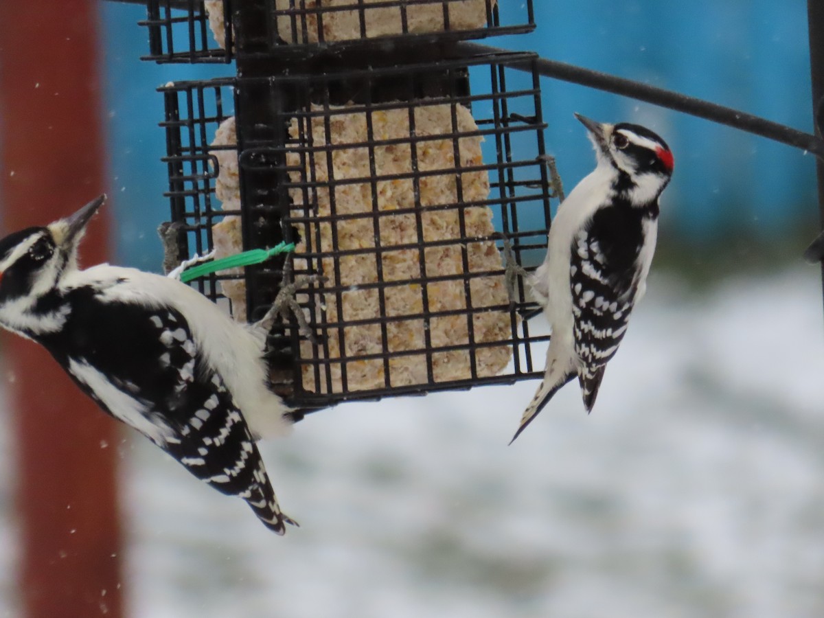 Downy Woodpecker - ML645104939