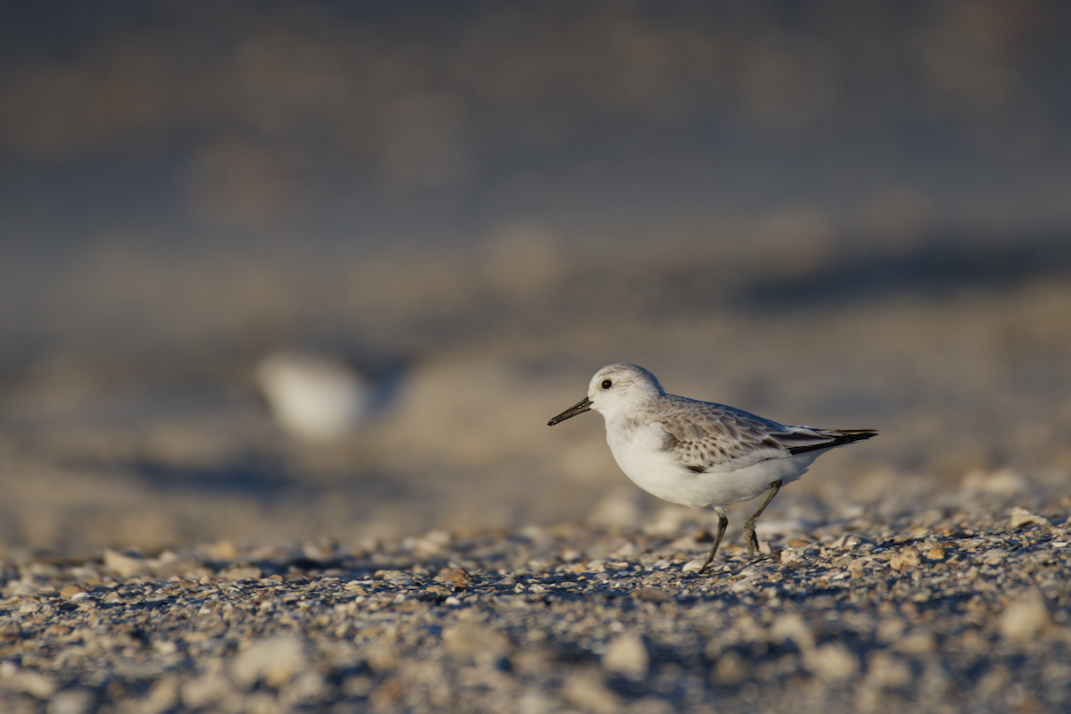 Sanderling - ML645104943