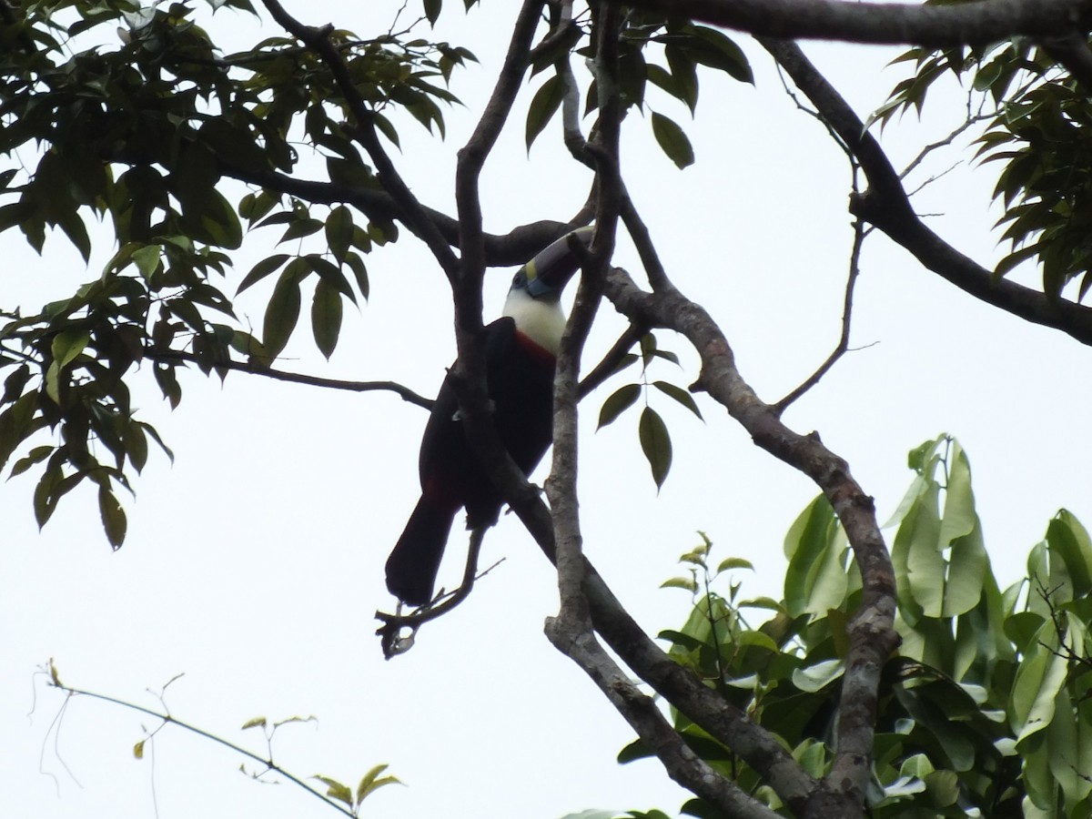 White-throated Toucan - ML645104954