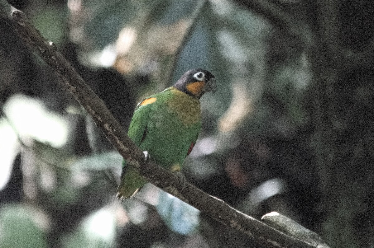 Orange-cheeked Parrot - ML645104977