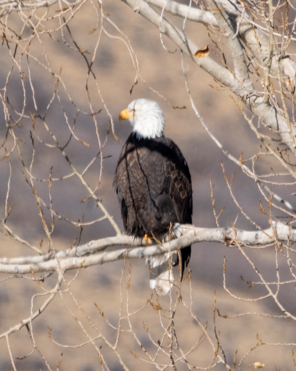 Орлан білоголовий - ML645104984