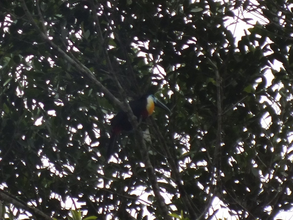 Channel-billed Toucan - ML645104986