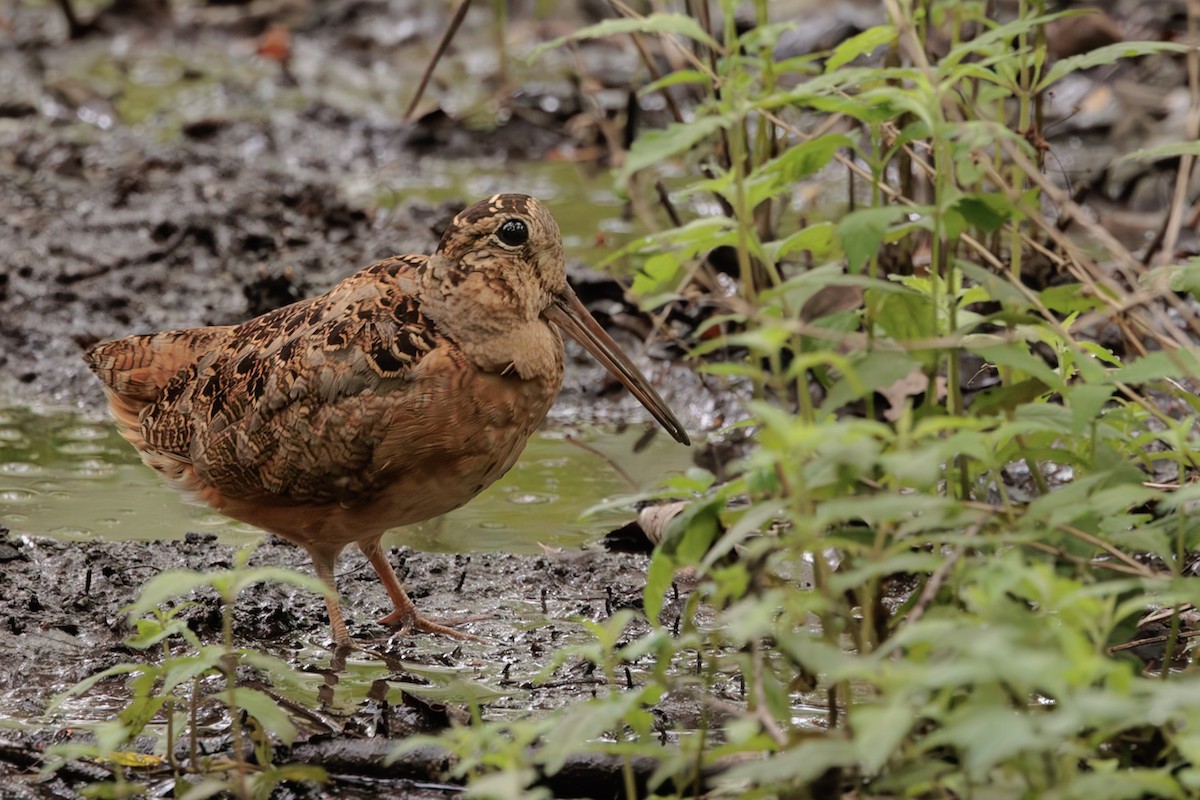 American Woodcock - ML645105008