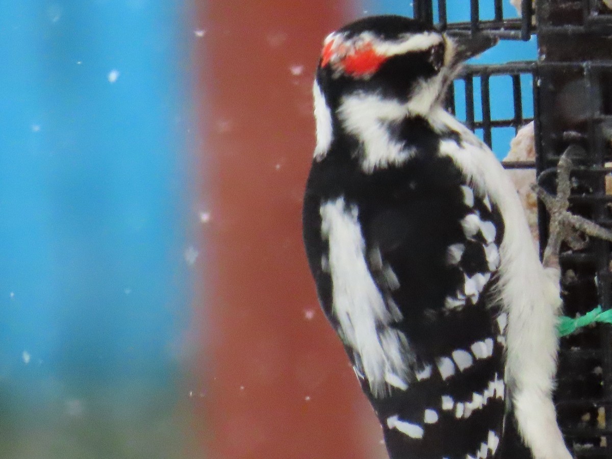 Hairy Woodpecker - ML645105009