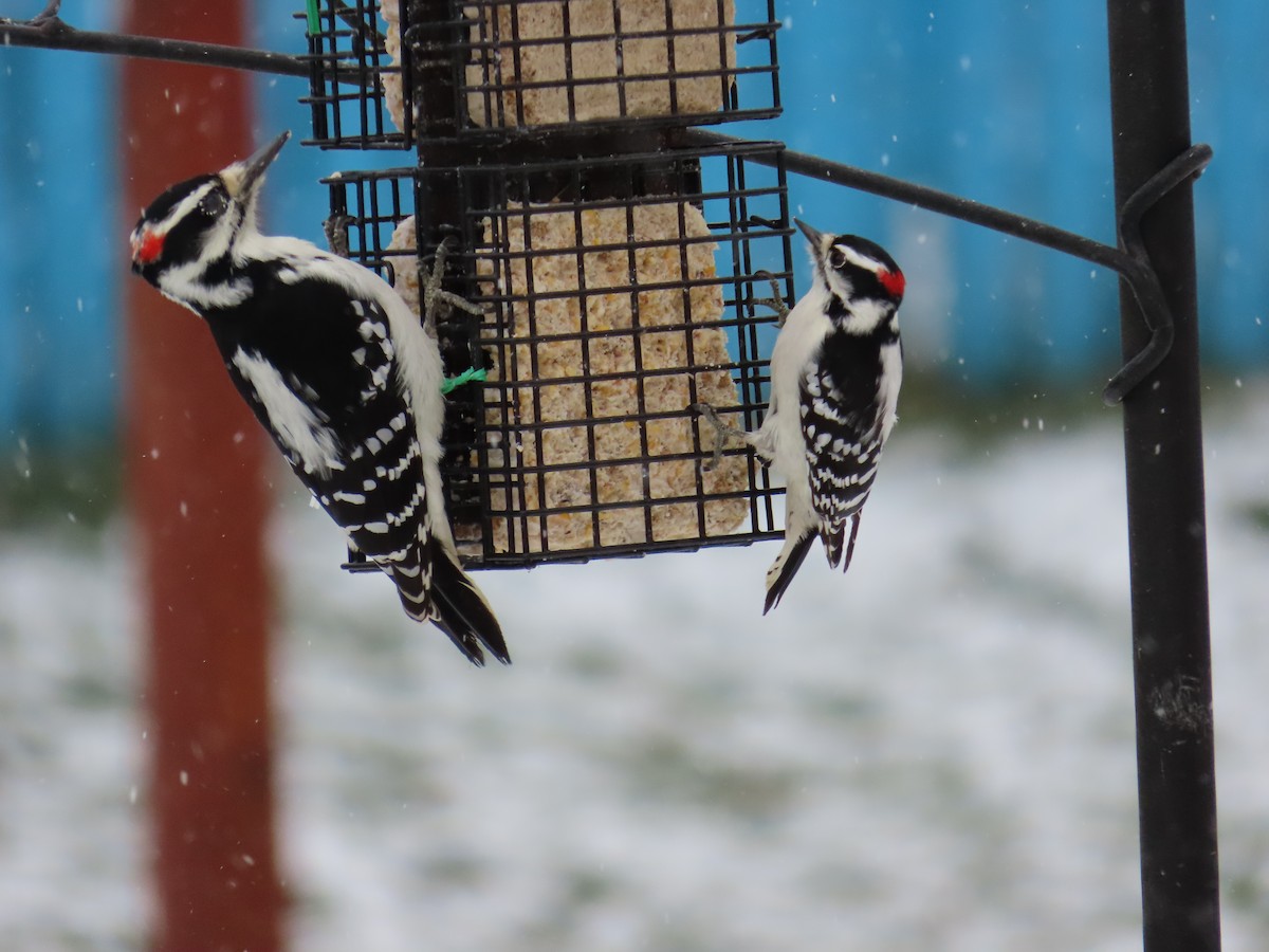 Hairy Woodpecker - ML645105018