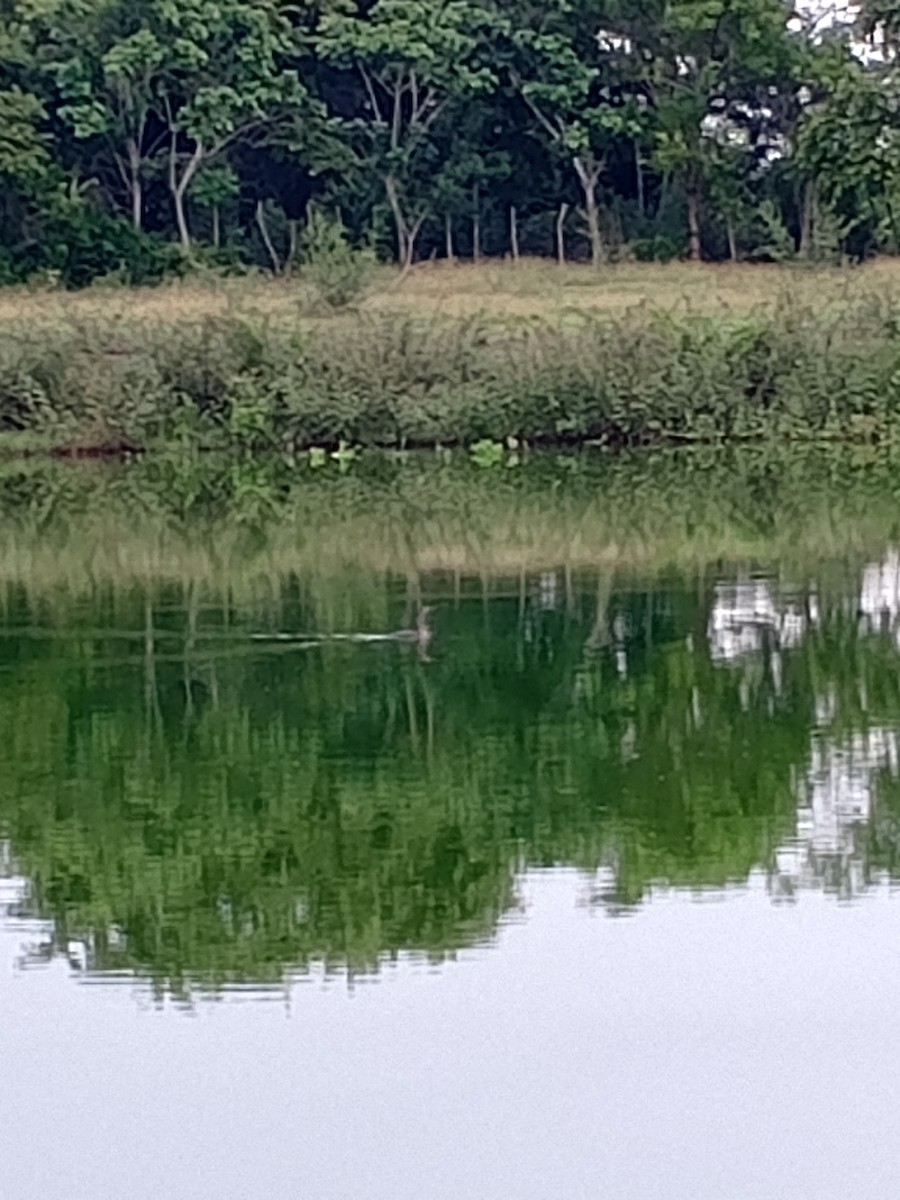 Cormoran à aigrettes - ML645105021