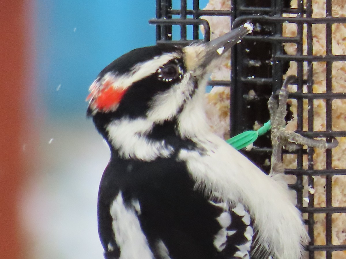 Hairy Woodpecker - ML645105024