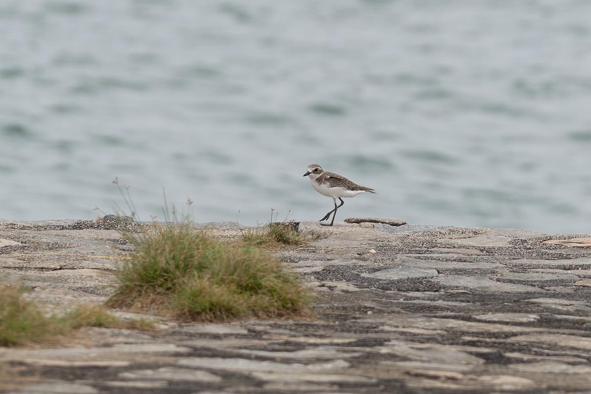 Tibet Cılıbıtı - ML645105025