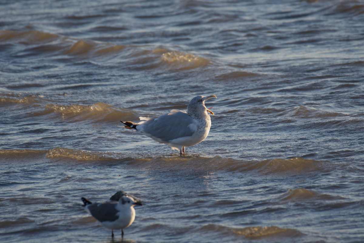 American Herring Gull - ML645105047