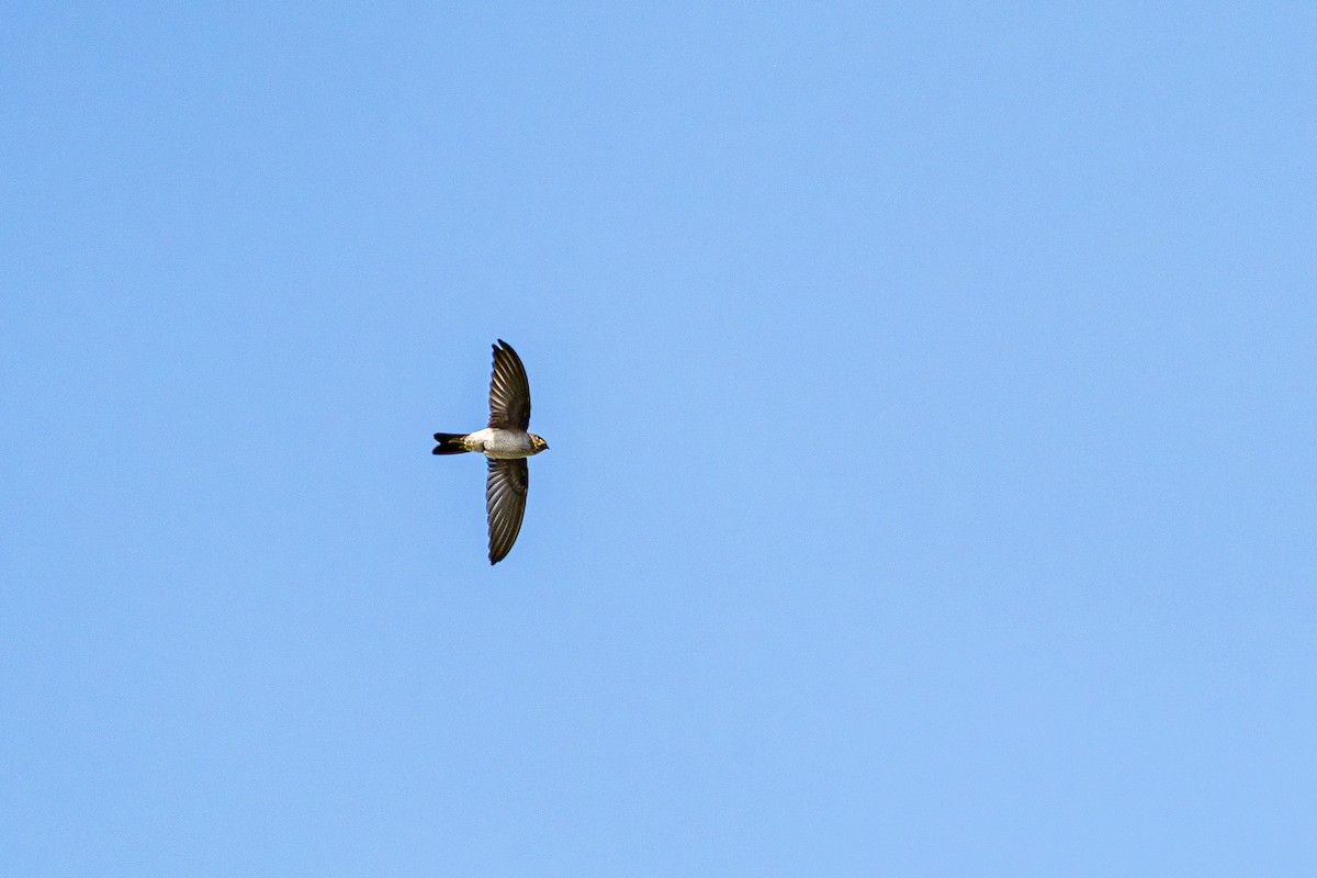 Asya Palmiye Ebabili - ML645105056