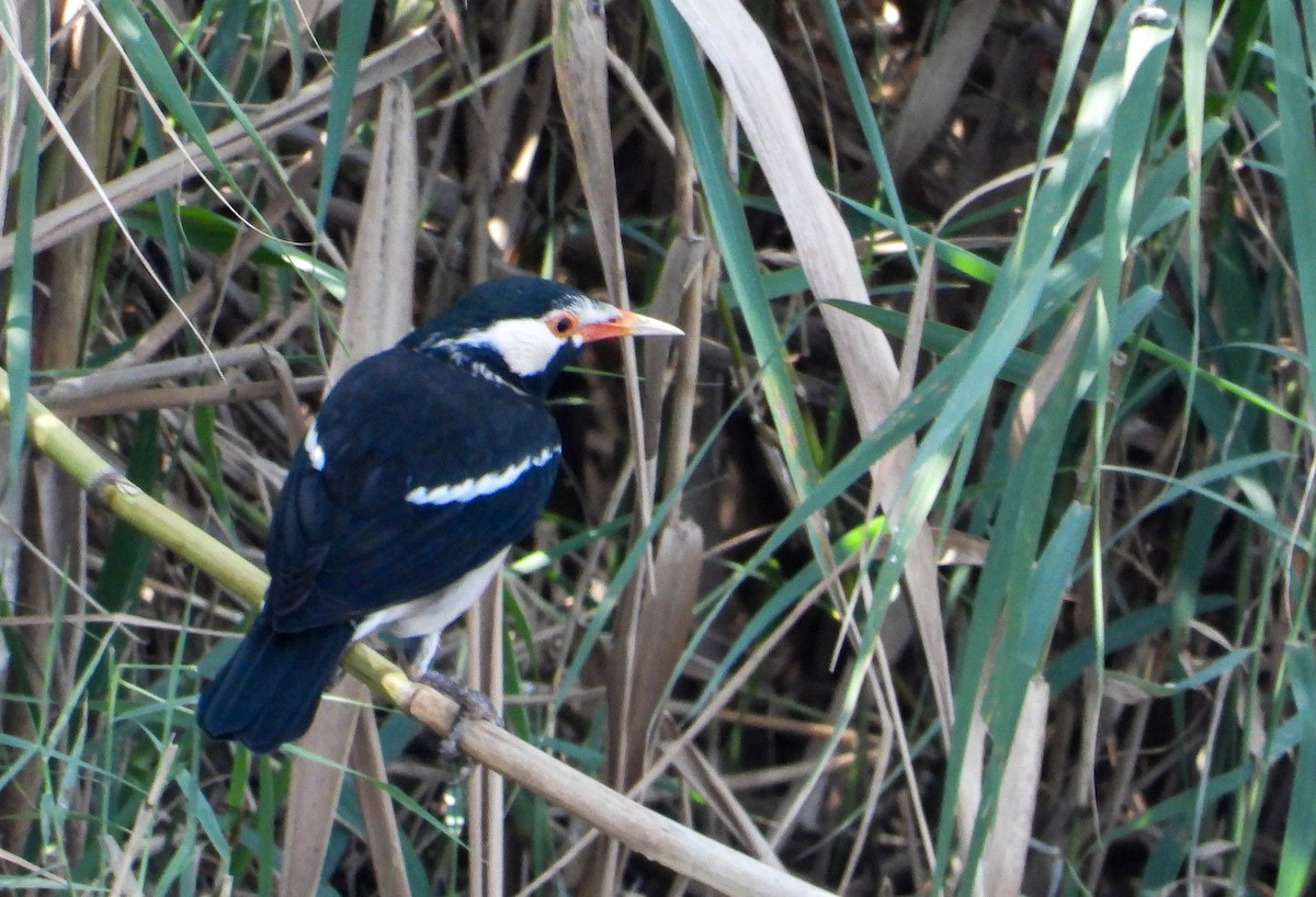 Indian Pied Starling - ML645105062