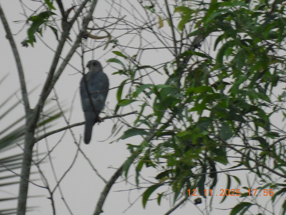 Shikra - ML645105065