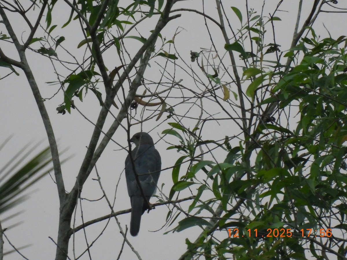 Shikra - ML645105066