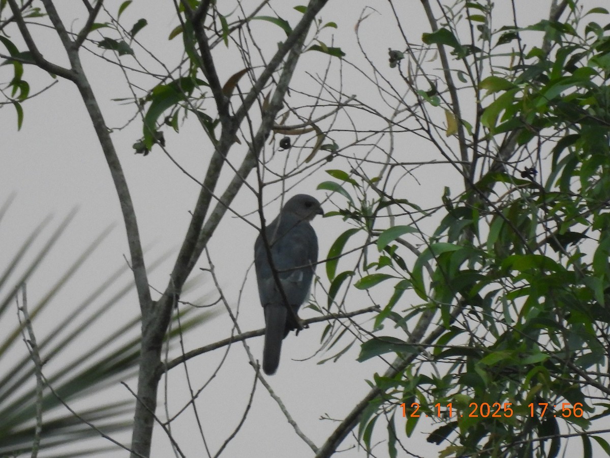 Shikra - ML645105067