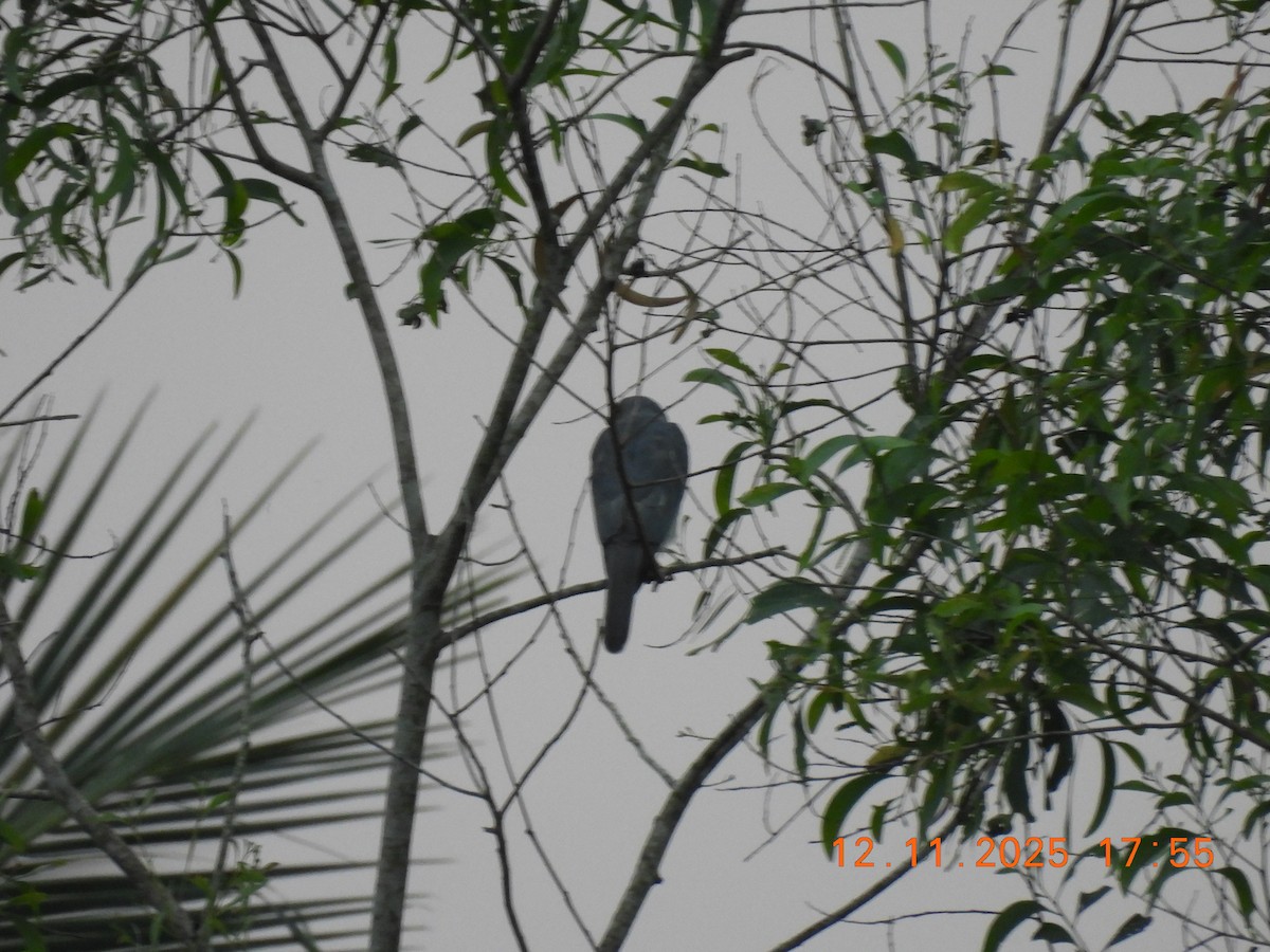 Shikra - ML645105068