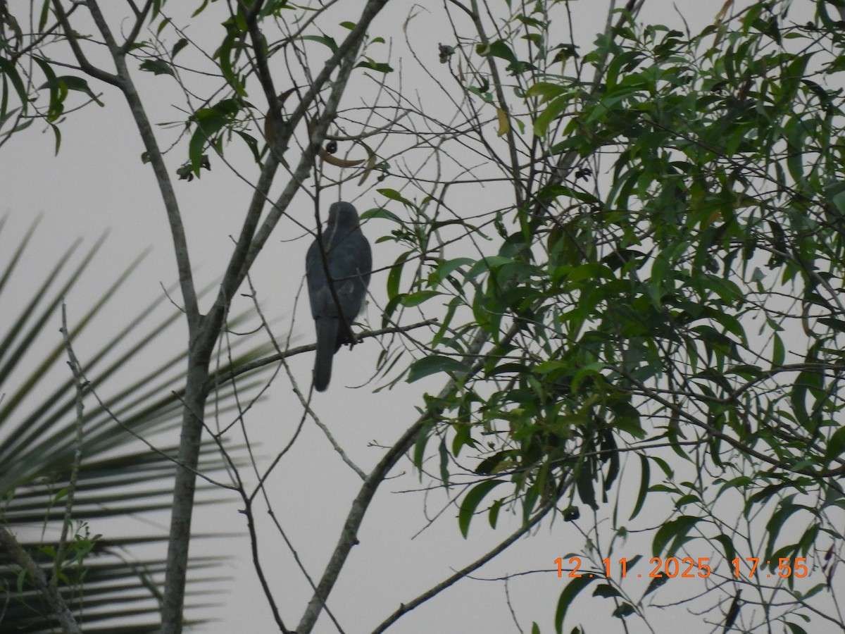 Shikra - ML645105069