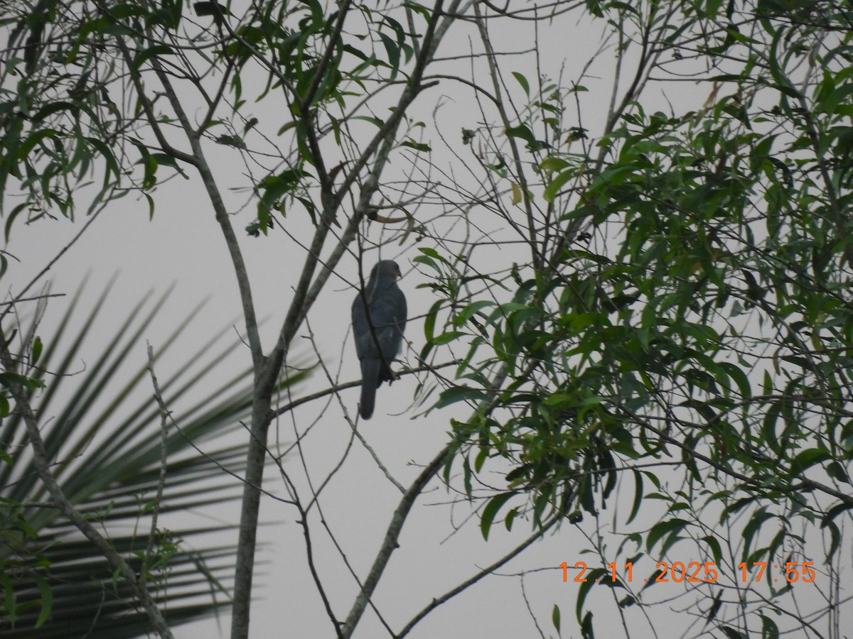 Shikra - ML645105071