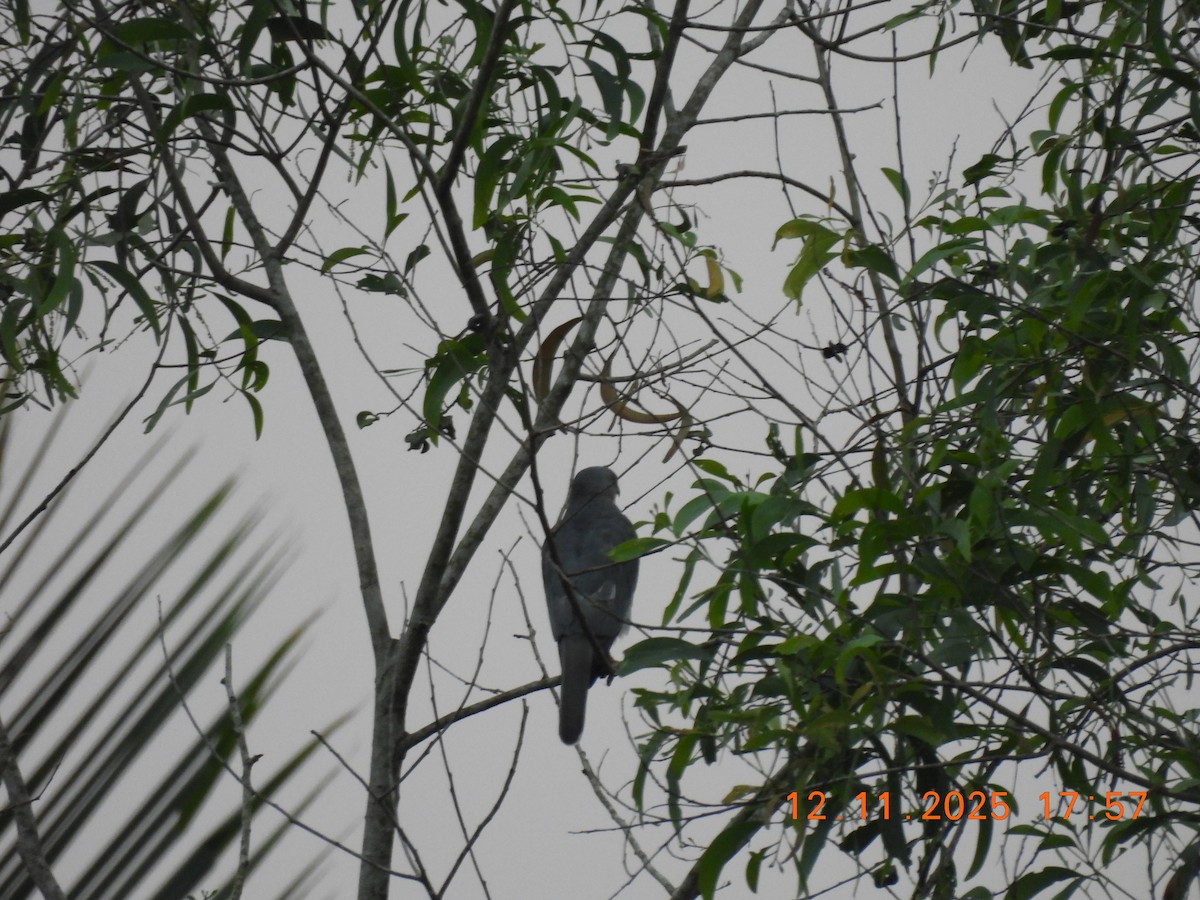 Shikra - ML645105072