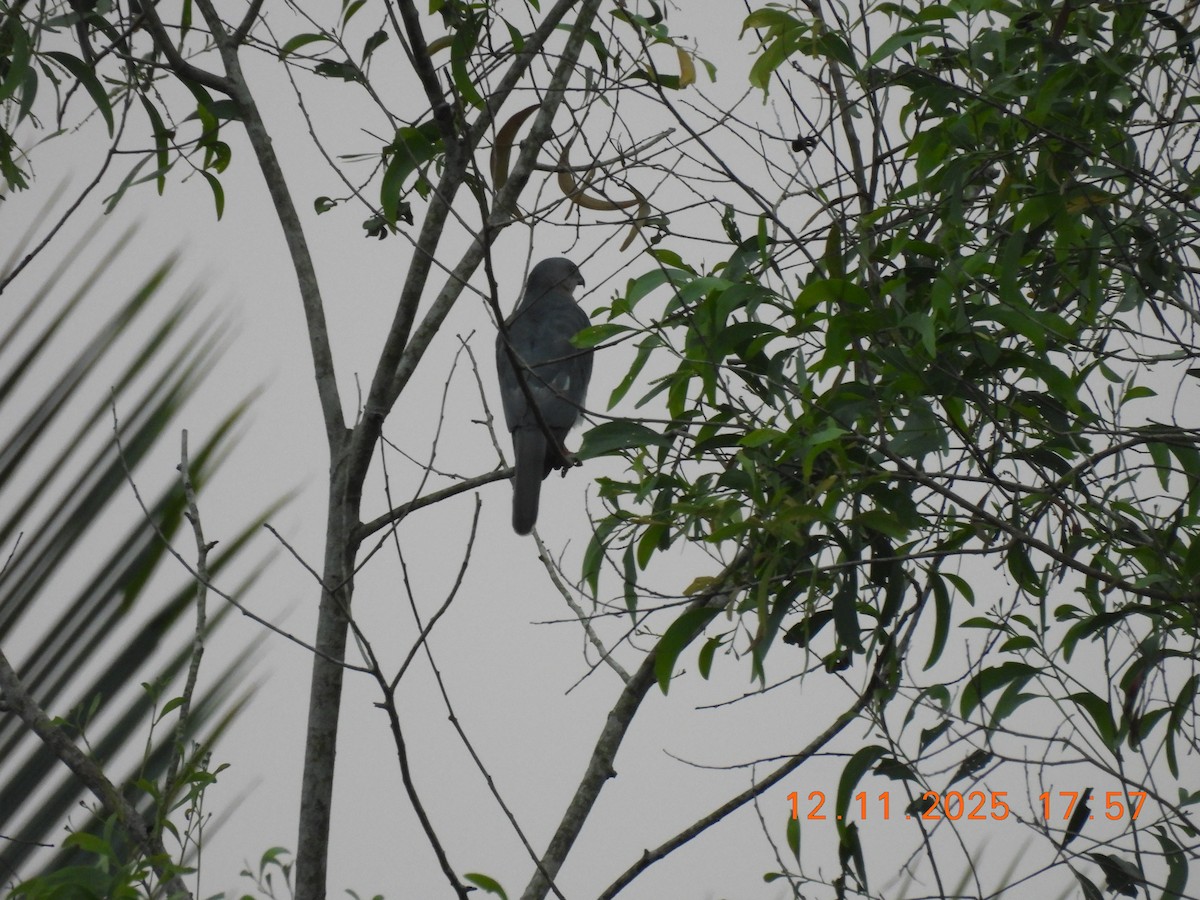 Shikra - ML645105073