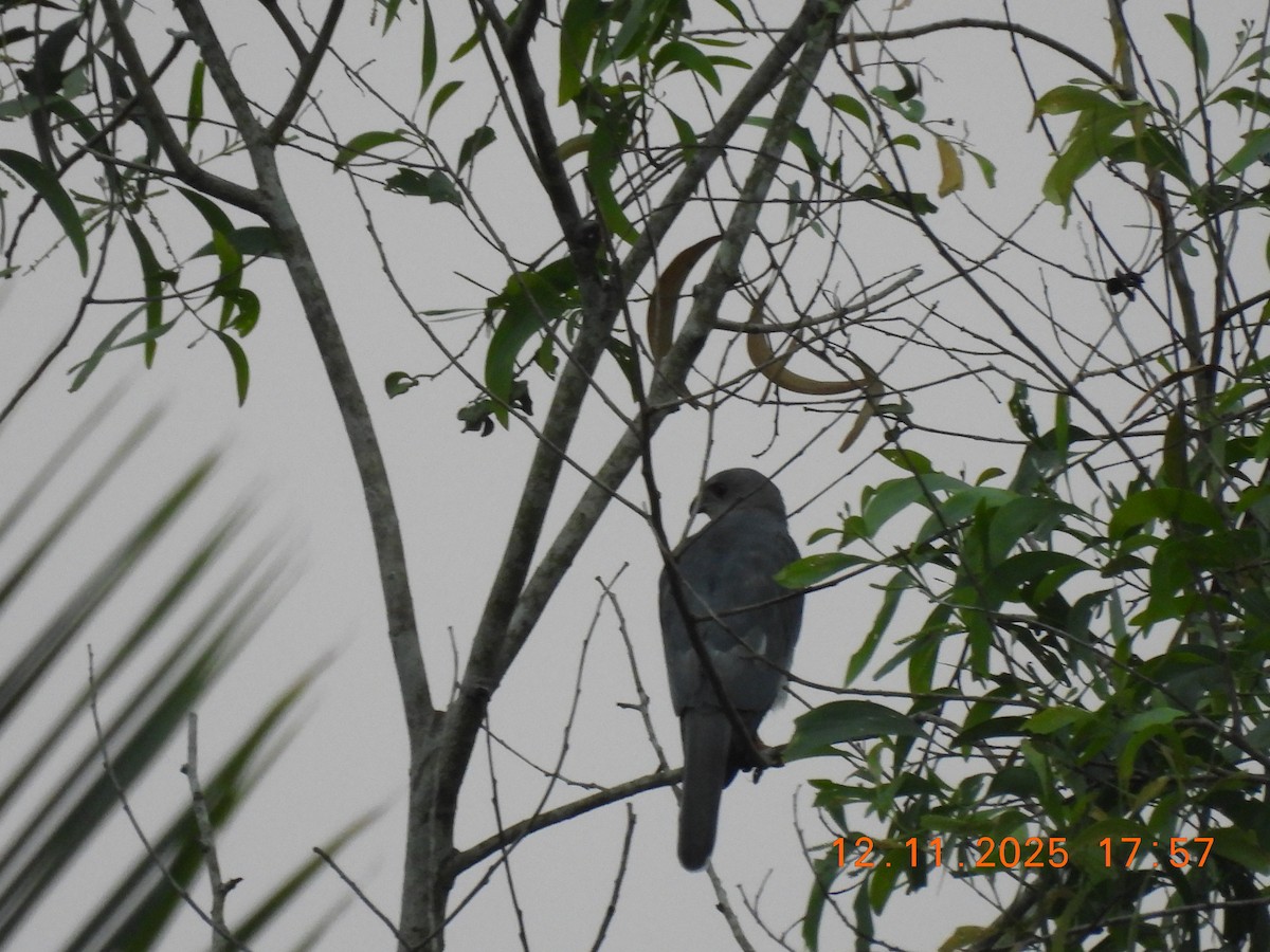 Shikra - ML645105074