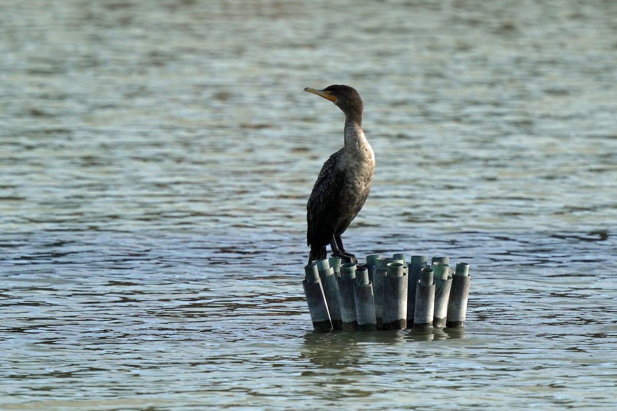 Cormoran à aigrettes - ML645105075