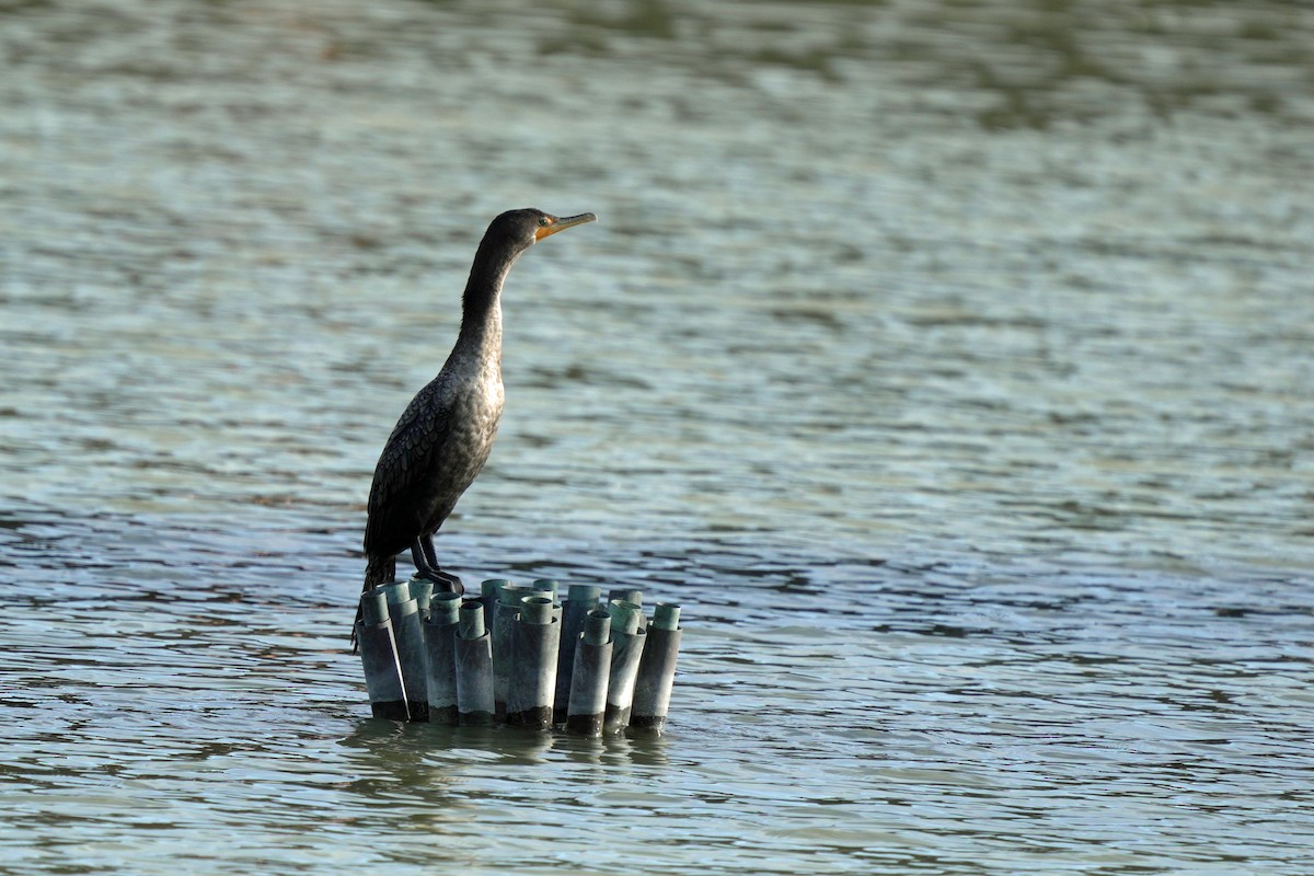Cormoran à aigrettes - ML645105076