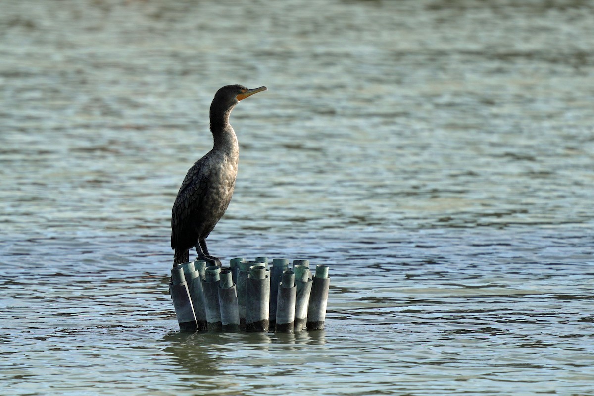 Cormoran à aigrettes - ML645105077