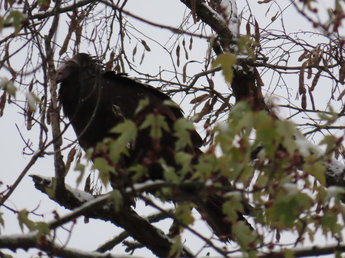 Turkey Vulture - ML645105104