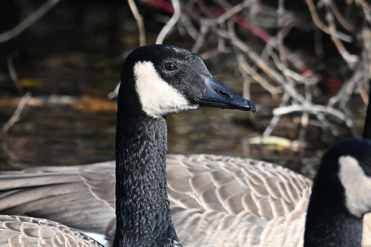 Bernache du Canada - ML645105108