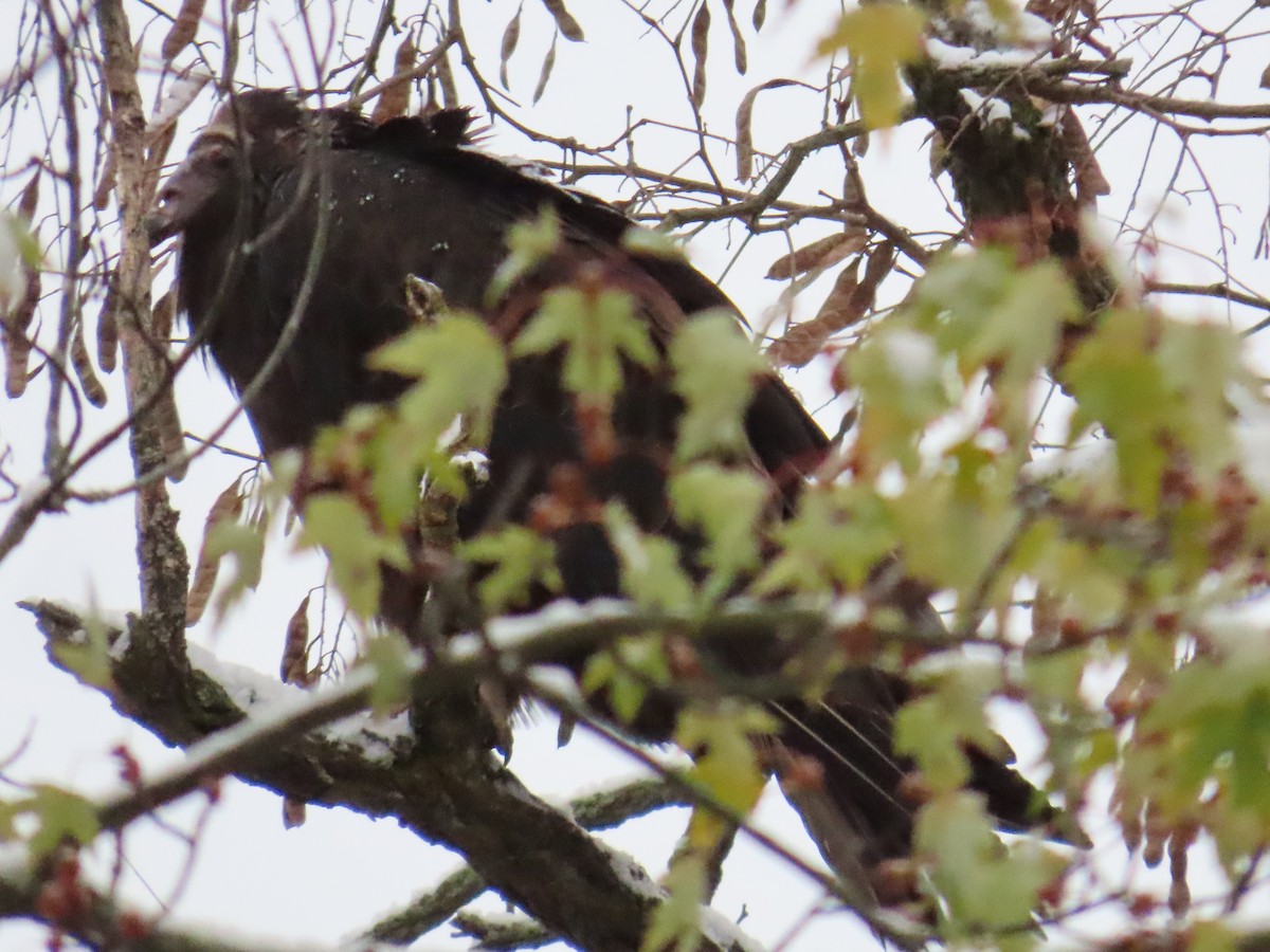 Turkey Vulture - ML645105109