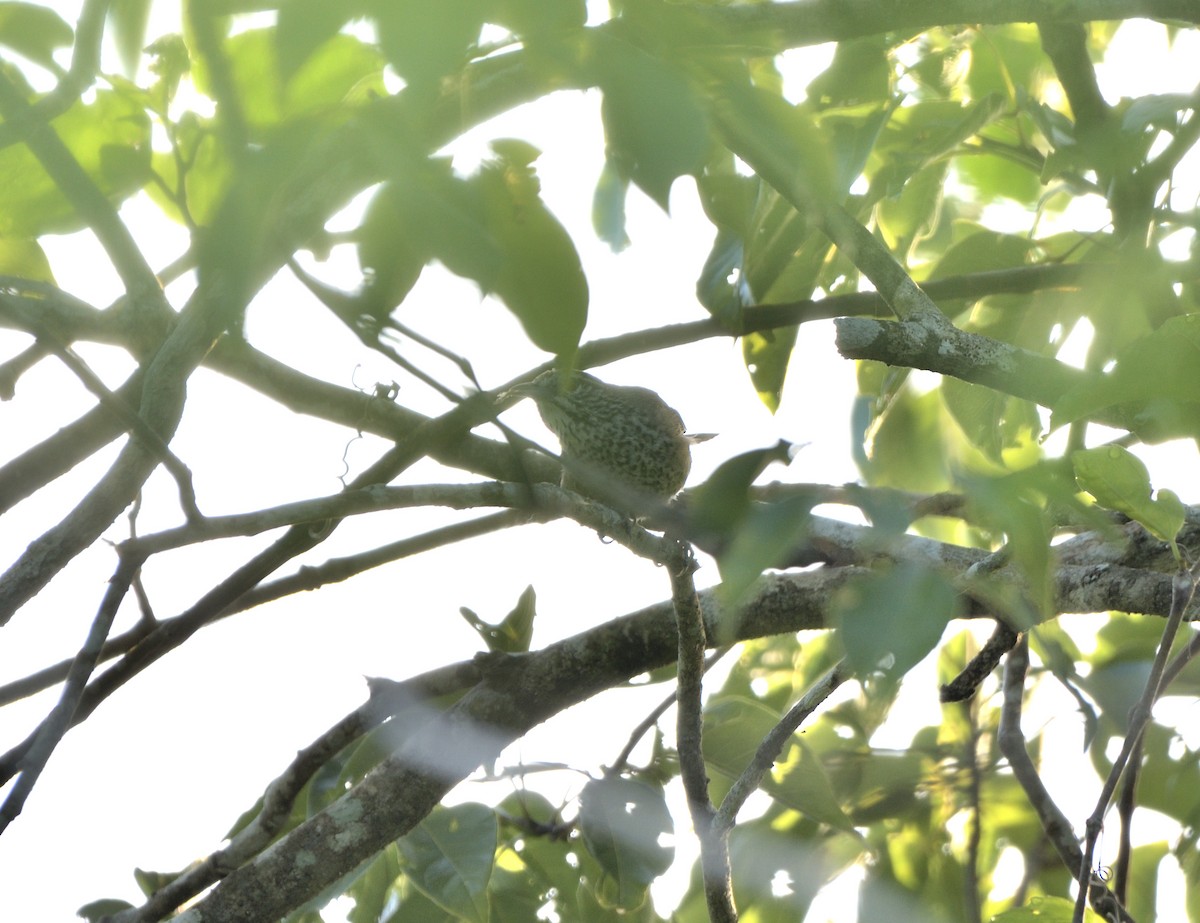 Spot-breasted Wren - ML645105124