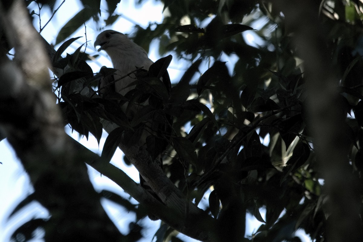 Yellow-headed Caracara - ML645105133