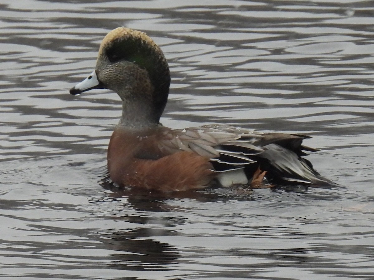 葡萄胸鴨 - ML645105152