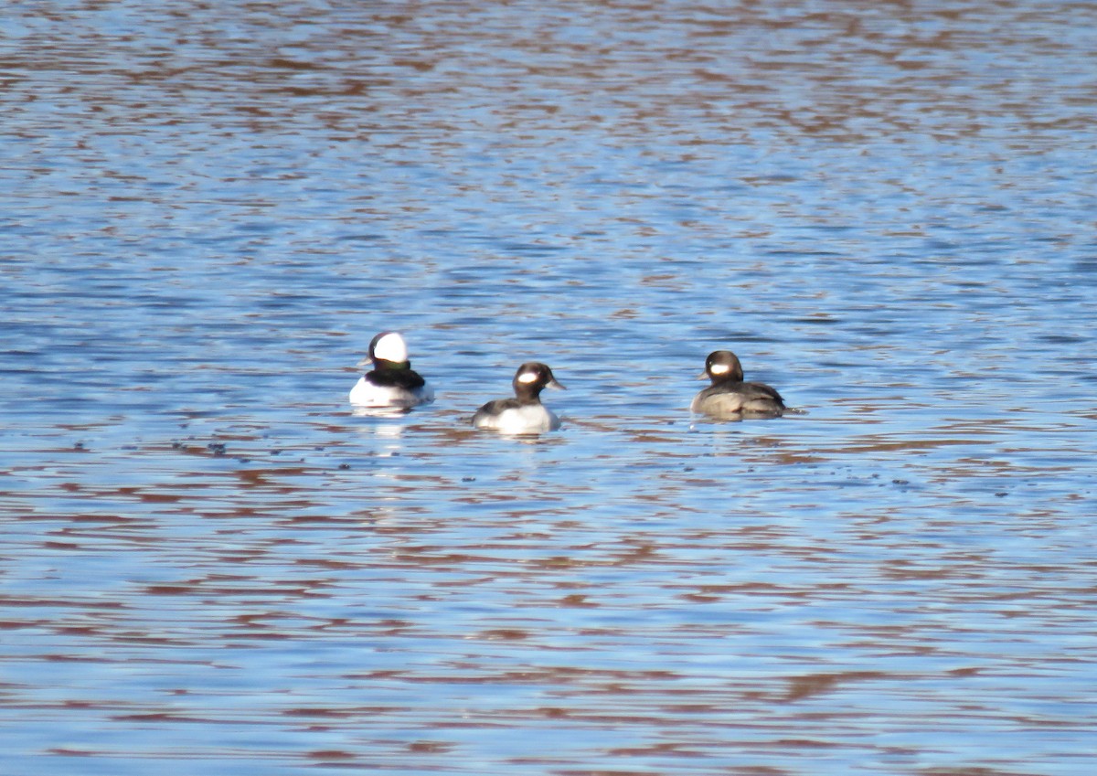 Bufflehead - ML645105162